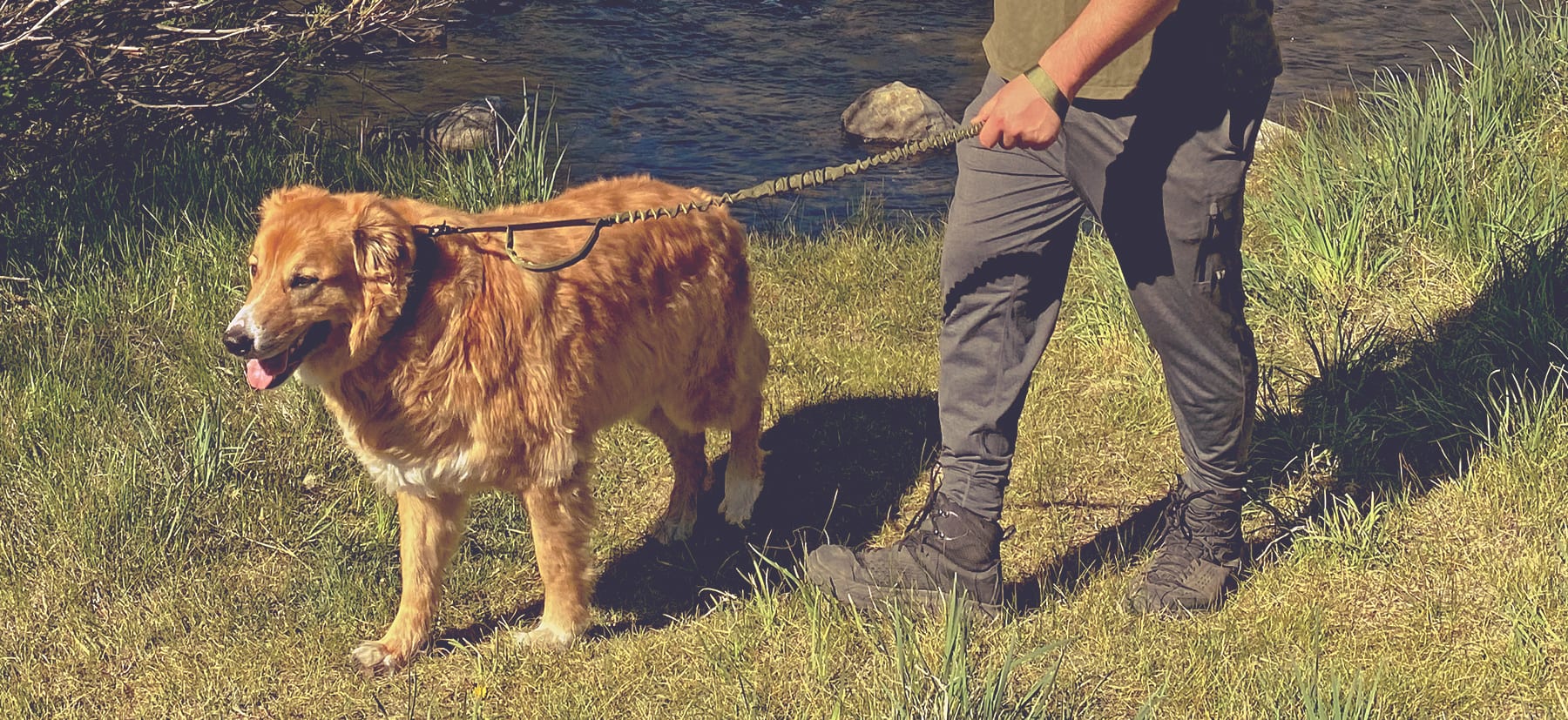 Dog Hiking Gear for Adventures