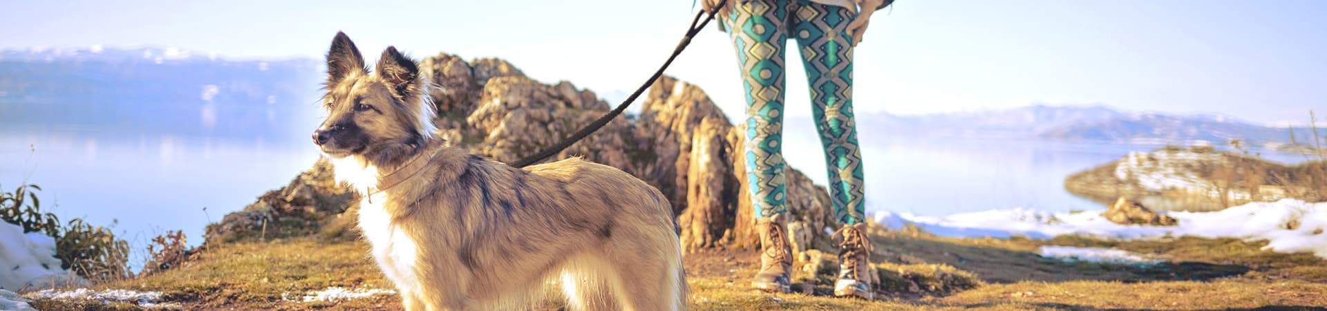 Dog Leashes for Hiking, Camping and Overlanding | Maverek
