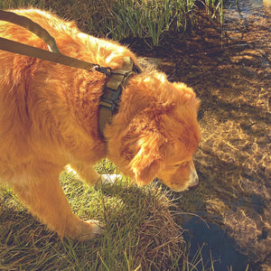 Scout Dog Collar & Leash | Outdoor Dog Supply for Hiking, Camping & Overlanding | Maverek