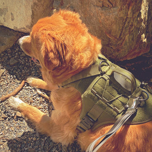 Sequoia Dog Harness | Outdoor Dog Supply for Hiking, Camping, Overlanding | Maverek